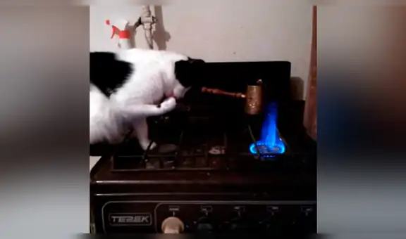 Travieso gato quema su pata en el fuego y tiene terrorífica reacción que asombró al mundo [VIDEO]