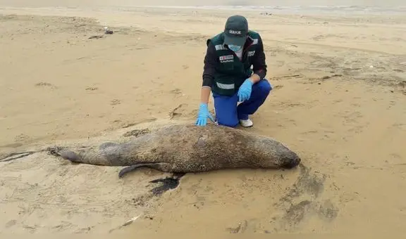 Lambayeque: 7 lobos marinos murieron en las últimas semanas  en playa de Puerto Eten