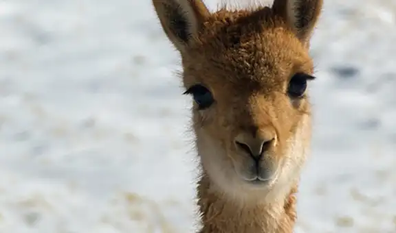Ministerio de Agricultura se alista para erradicar la sarna de vicuña en el 2022