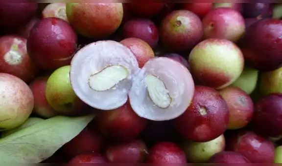 Envíos de camu camu peruano alcanzaron récord con US$ 4,7 millones