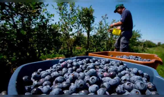 Demanda de 20 superalimentos peruanos aumentaría durante el 2021