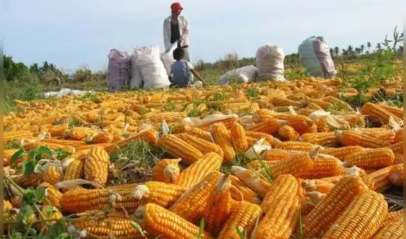 El precio del maíz alcanza su máximo punto en nueve años