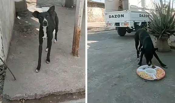Preparan cena navideña para dárselo a perritos callejeros que necesitan ayuda