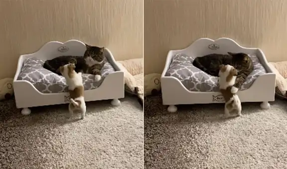 Cachorro ‘obliga’ a un gato a que salga de su cama para jugar