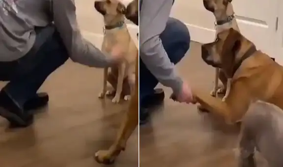 Perro ve que su ‘amigo’ no sabe dar la pata y ‘presume’ que él si aprendió