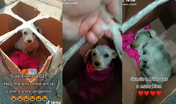 Encuentra cachorro abandonado en una caja y decide adoptarlo en su casa