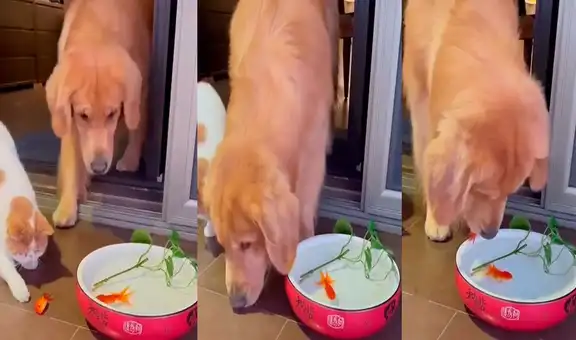 Perro rescata a pez moribundo que fue sacado del agua por un travieso gato