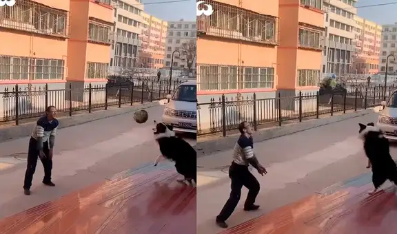 Perro ‘demuestra’ habilidad para el voleibol y video se hace viral