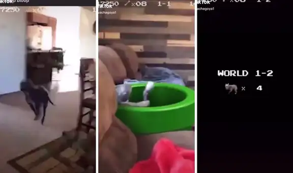 Dueño recrea escenas de Mario Bross con videos de su perrito 