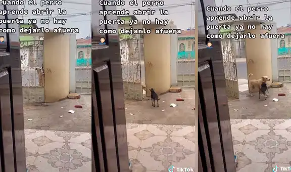 Capta momento en que su mascota abre la reja de su casa para entrar