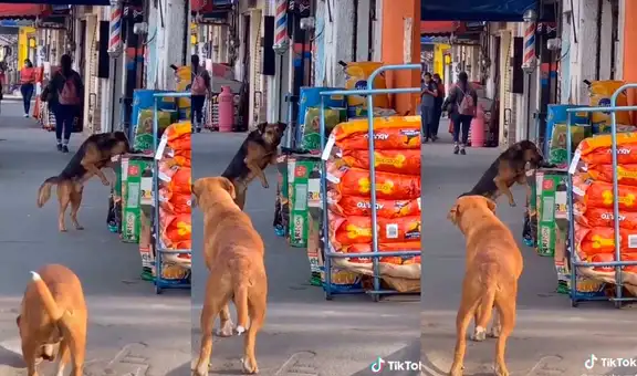 Perro callejero aprovecha descuido de vendedor y le roba comida en segundos