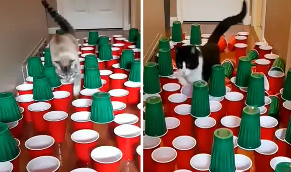 Crea reto para poner a prueba a sus gatos y se sorprende con sus destrezas 