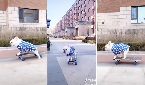 Perrito sorprende con su habilidad para pasear sobre una patineta