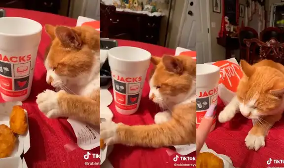 Gato intenta ‘robarle’ comida a su dueña y ella lo capta en plena travesura