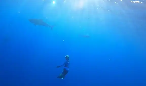 Buceadora se sumerge en el fondo del mar y nada con enorme tiburón