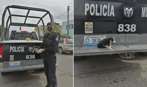 Policía rescata a perrito que fue atropellado y decide adoptarlo
