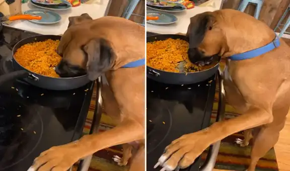 Perro aprovecha descuido de su dueña y devora la comida que había preparado