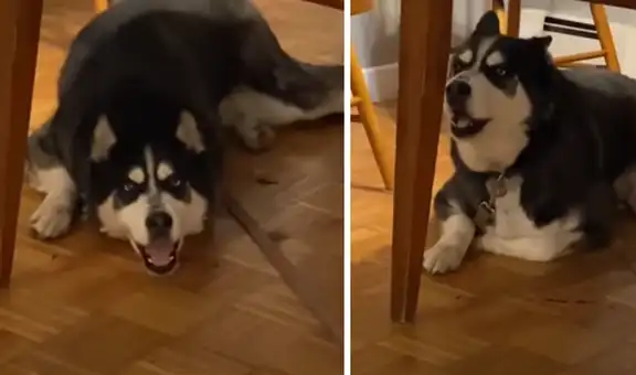 Mujer le canta a su perro “Feliz cumpleaños” y este le sigue el ritmo
