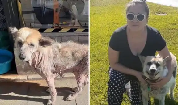 Perrita rescatada tiene radical cambio luego de tres meses de recuperación