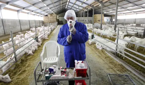 Países Bajos: alertan sobre enfermedad que sería transmitida por cabras