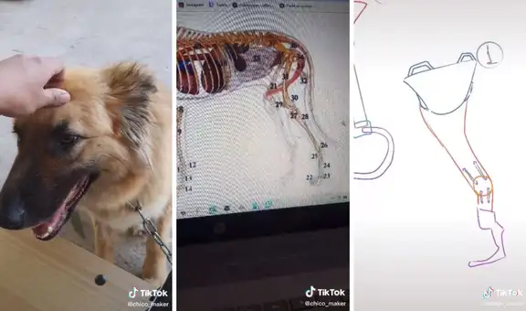 Dueño construye una prótesis para su perrita, a la que amputaron una pata