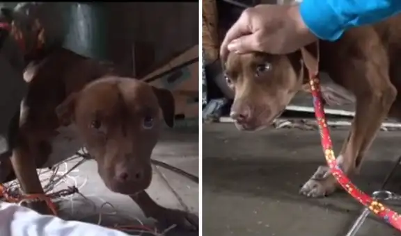 Rescatan a perrita que vivía aislada en un garaje y temía a las personas