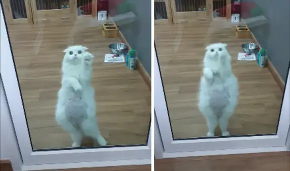 Deja sola a su gata en casa y al regresar la encuentra en divertida escena