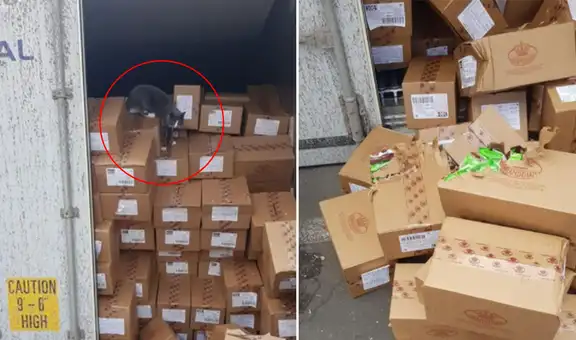 Gato sobrevivió tres semanas atrapado en un contendor comiendo bombones 