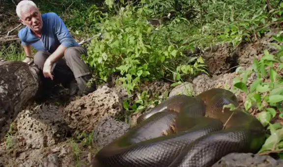 Hombre intenta pescar y encuentra una voraz anaconda negra en su camino