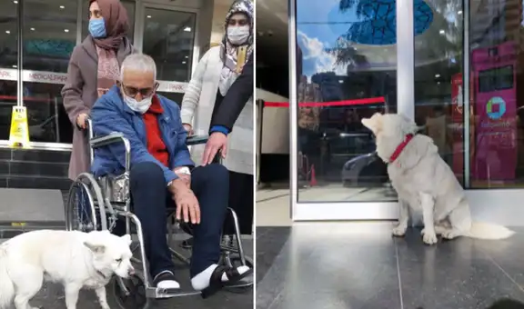 Perro se reencuentra con dueño tras esperarlo seis días en el hospital 