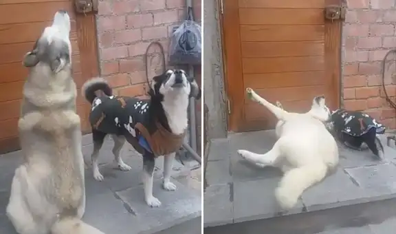 Perros protagonizan ‘dramática’ escena al ver que su dueño se fue de casa