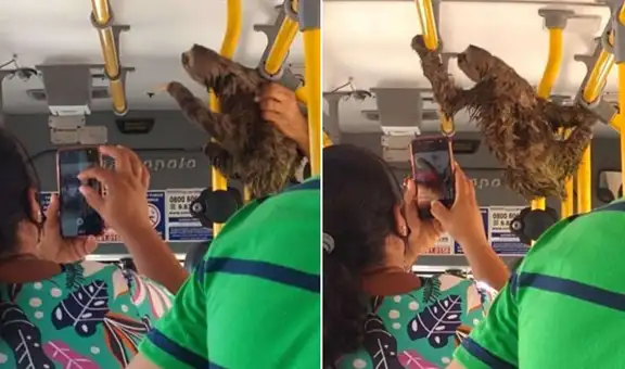 Chofer de bus detiene su camino y deja subir a perezoso que estaba perdido