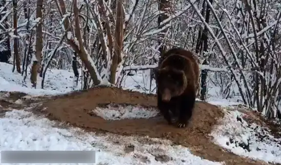 Osa que vivió 20 años en cautiverio sigue atrapada en su ‘jaula imaginaria’