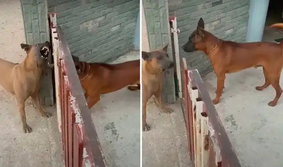 Perros tienen extraño comportamiento al notar que abren una reja 