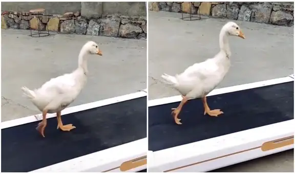 Pato se sube a una máquina trotadora y video sorprende en redes 