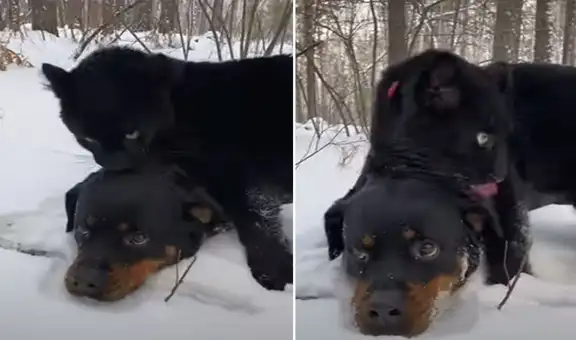 Pantera y perro se vuelven ‘mejores amigos’ y juegan juntos en la nieve