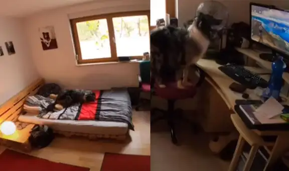 Revisa cámara de seguridad y descubre lo que hace su perro en su ausencia