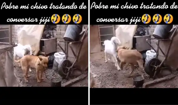 Chivo intenta socializar con un perro, pero este no reacciona bien 