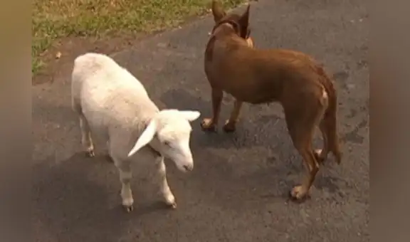 Perro y oveja regresan a casa juntos después de haberse perdido dos días 