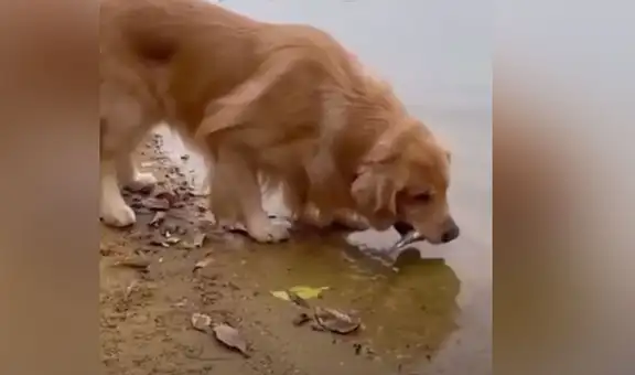Perro regresa un pez al agua y le salva la vida