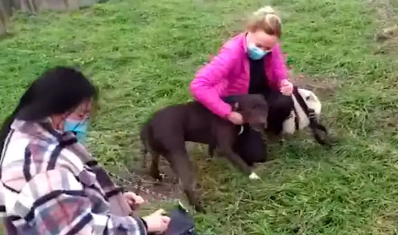 Familia se reencuentra con su perro que estuvo desaparecido por varios días 