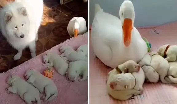 Perrita da a luz y recibe la ‘ayuda’ de un ganso para cuidar a sus cachorros 