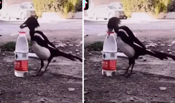 Urraca mete piedras en una botella para que suba el nivel del agua