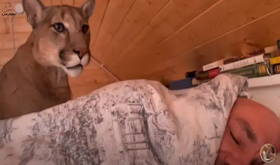 Feroz puma se acerca a hombre soñoliento para sacarlo de su cama
