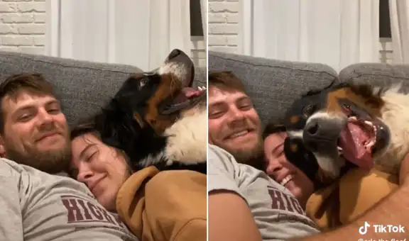 Perro ve a sus dueños en el sofá y hace de todo para acomodarse con ellos