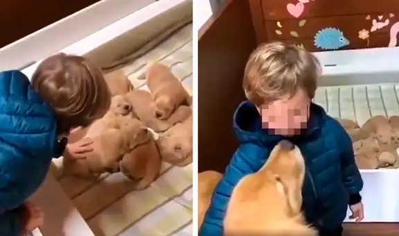 Niño ve por primera vez a las crías de su perrita y la abraza de la emoción
