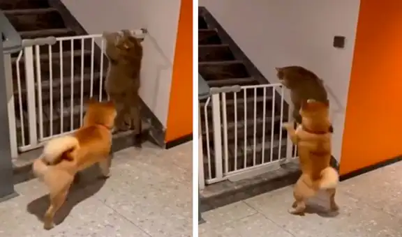 Perro detiene a un gato para que no cruce la reja y evite ser castigado