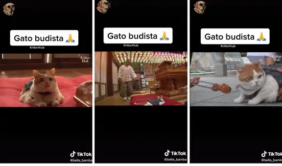 La historia de este gatito ‘budista’ sorprende a los usuarios de TikTok 
