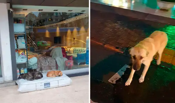 Perros sin hogar tienen donde pasar la noche gracias a tienda de muebles 