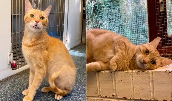 Gatito busca nuevamente hogar tras ser devuelto tres veces a un refugio